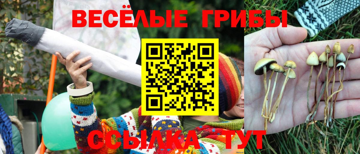 Псилоцибиновые грибы мицелий Элиста